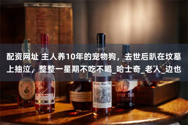 配资网址 主人养10年的宠物狗，去世后趴在坟墓上抽泣，整整一星期不吃不喝_哈士奇_老人_边也