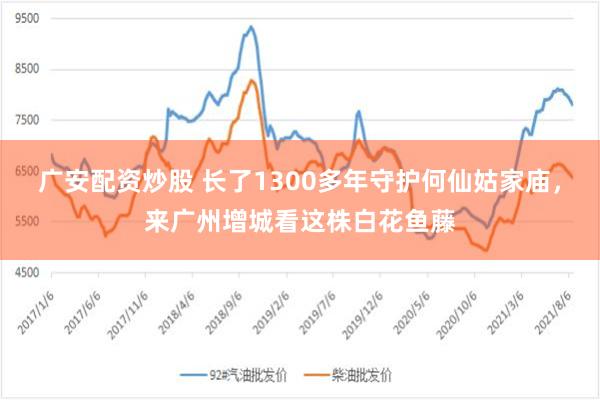 广安配资炒股 长了1300多年守护何仙姑家庙，来广州增城看这株白花鱼藤